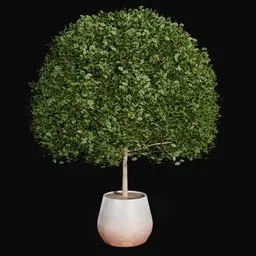 Indoor plant