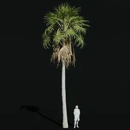 Caraday Palm Medium Var