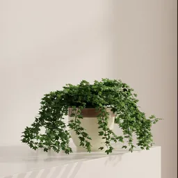 Cascading Green Ivy Pot