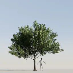 American beech tree variation low poly