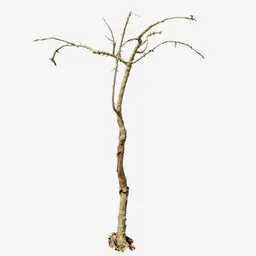 Highly detailed 3D model of a leafless tree with photorealistic textures, ideal for Blender rendering projects.