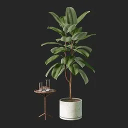 Rubber fig plant