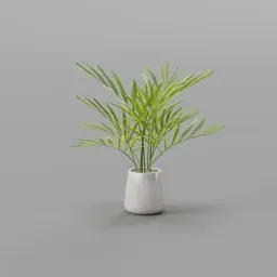 Chamaedorea Elegans