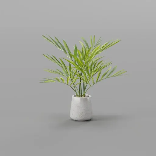 Chamaedorea Elegans