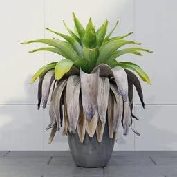 Bromeliad Plant