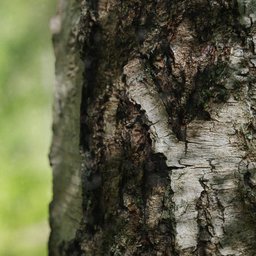 "High-quality 3D European White Birch Bark model for Blender 3D, featuring 8K textures and multi-resolution LODs. Perfect for medium close-up renders, the model is quads retopologized and UV unwrapped. Photoscanned for stunning and realistic accuracy."