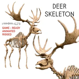 Deer Skeleton