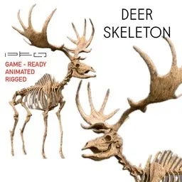 Deer Skeleton