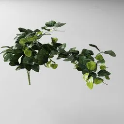 Highly detailed Blender 3D model of Fitonia green plant with editable geometry nodes.