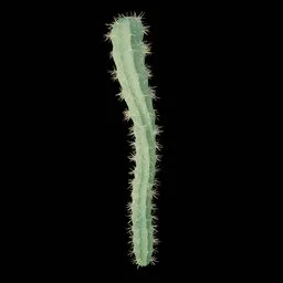 Realistic Cactus