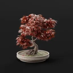 Japanese Maple Bonsai