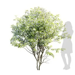 Small Tree - Amelanchier lamarcki