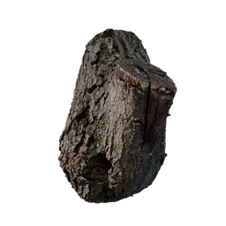 Acer tataricum Burl
