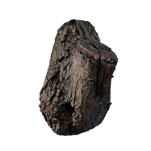 Acer tataricum Burl