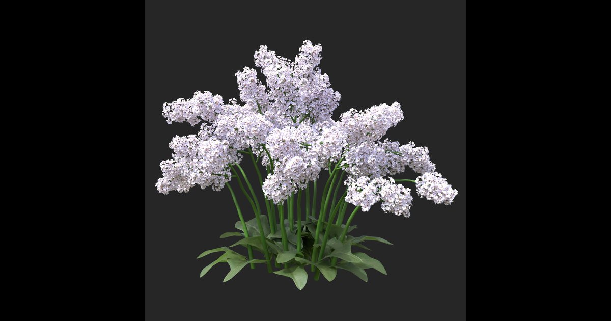 White Flowering Plant 06 08 Outdoor Plants Models Blendkit