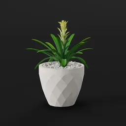 Green Bromeliad in White Pot