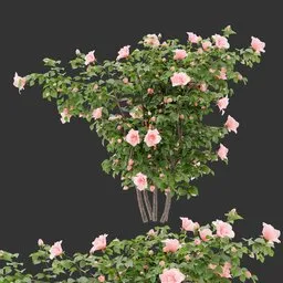 Flowering Bush Plant
