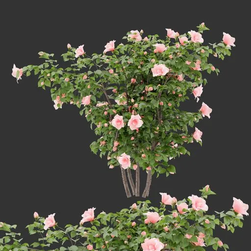 Flowering Bush Plant