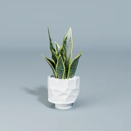 Snake plant