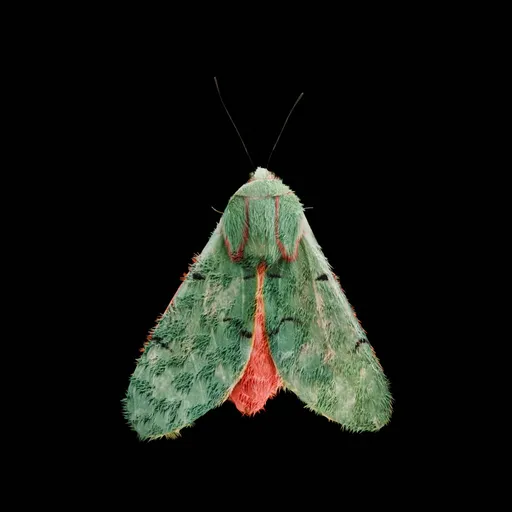 Wild Moth