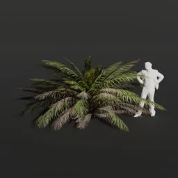 Palm Tree Small Bush