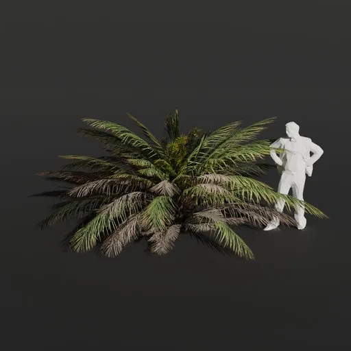 Palm Tree Small Bush