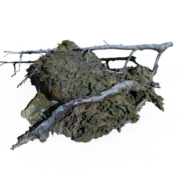 Forest Patch with Rock, Moss and Tree