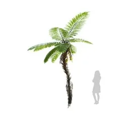 Palm Alsophila Spinulosa Fern