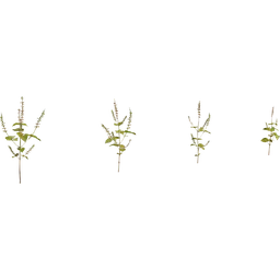 Detailed 3D shrub models with varying foliage density, suitable for Blender 3D nature scenes.