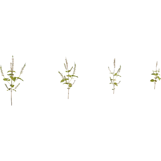 Shrub 03