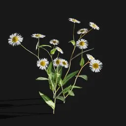 Marguerite daisy flowers
