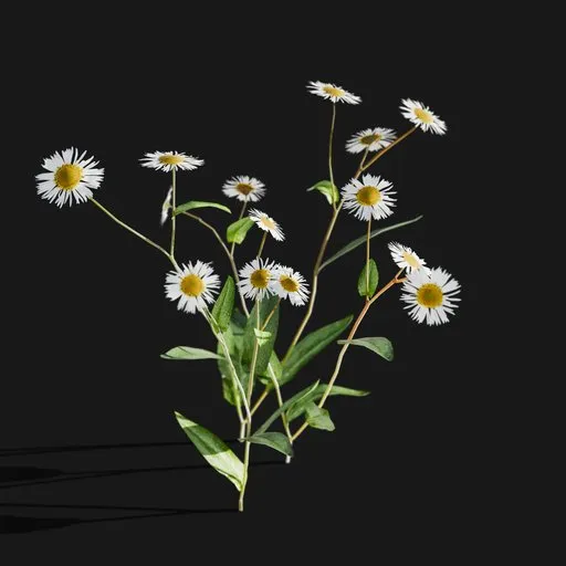Marguerite flowers