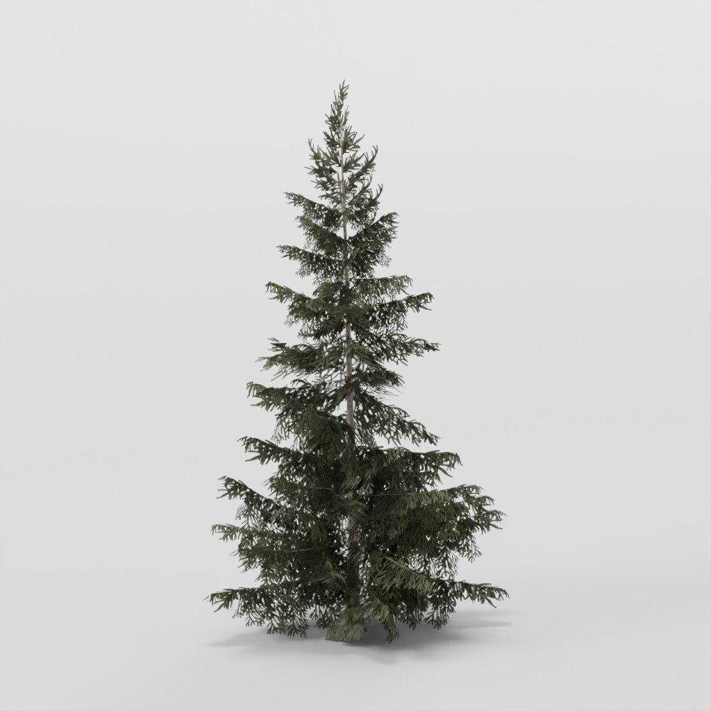 Dense Spruce Tree | Trees models | BlenderKit