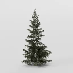Dense Spruce Tree