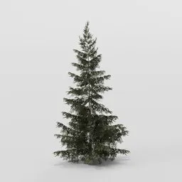 Dense Spruce Tree