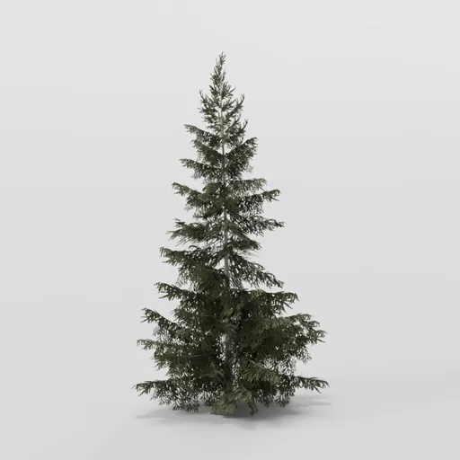 Dense Spruce Tree