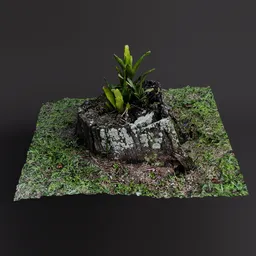 Tree Stump with plant
