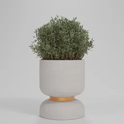 Potted Olive Shrub