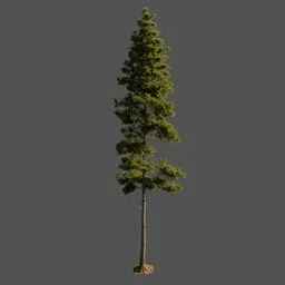 Pine Tree Sylvestris