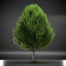 Tree Columnar European Animated