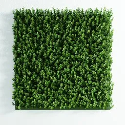 "Artificial wall panel Pachysandra 3D model for Blender 3D. Inspired by real products on the market and created using geometrical nodes and the Bagapie addon, this contemporary art piece features a lush green plant on a white wall, perfect for vertical gardens and naturalistic techniques. Proxies used for better performance and easy customization in EDIT MODE."