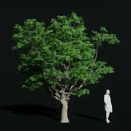 Gumbo Limbo Elder Var