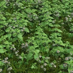 Highly detailed Blender 3D model of a mixed European wild grass lawn with nettles and daisies, optimized for large areas.