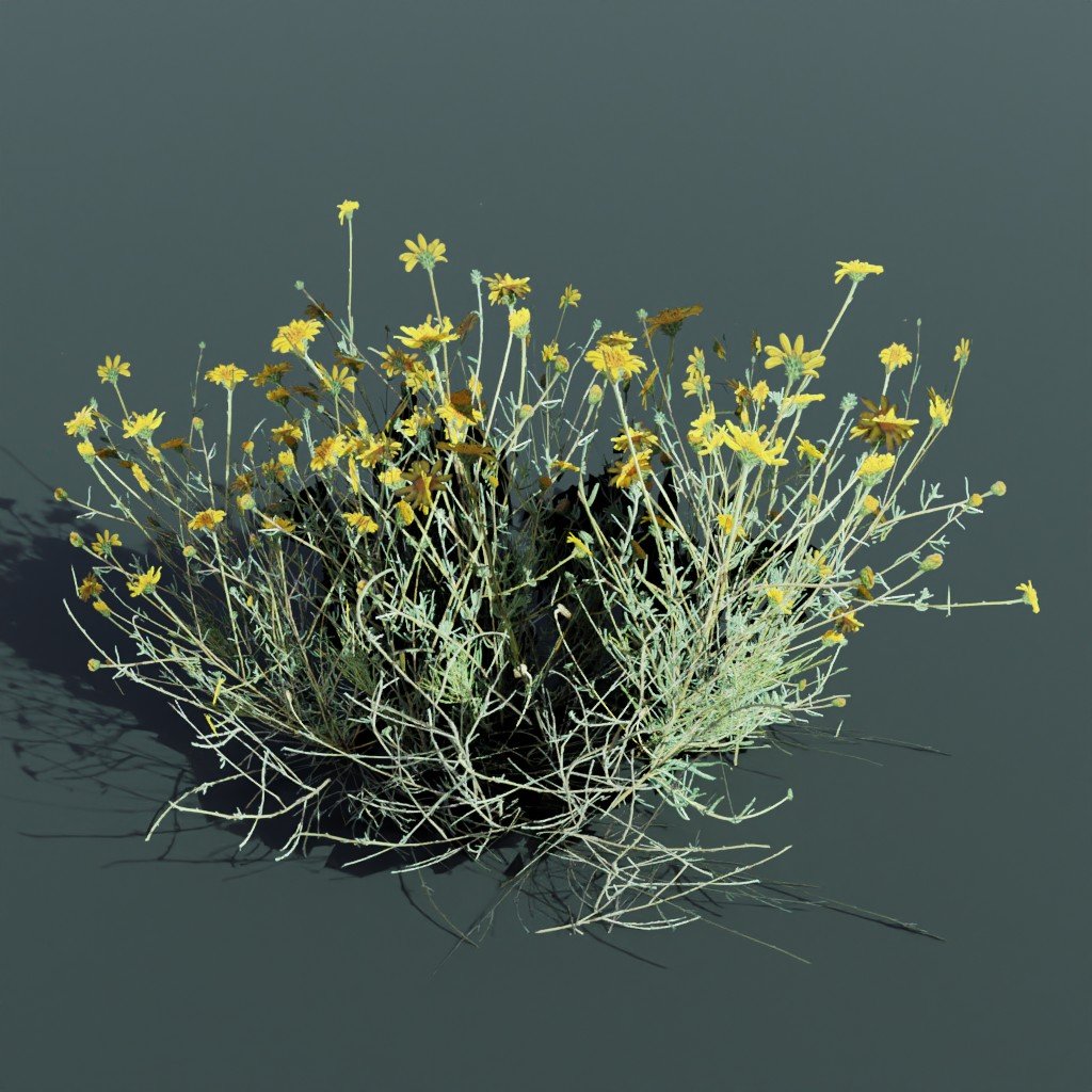 Plant Flower GoldenEye Large | Outdoor Plants models | BlenderKit