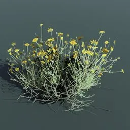 Plant Flower GoldenEye Large