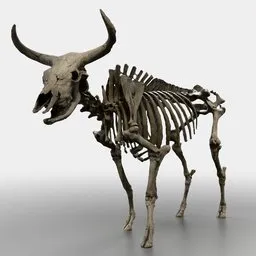 Elk Skeleton