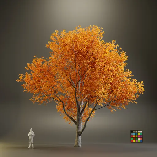 European Maple Acer Platanoide