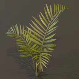 Alexandra Palm Plant