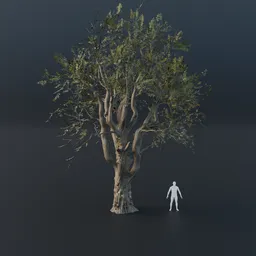 Oak Tree - Gnarled (Spring)
