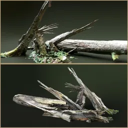 Old Broken down tree